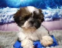 2419, a male Shih Tzu for sale in Seagraves, TX – 5 of 6