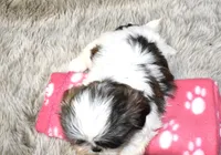 2417, a female Shih Tzu for sale in Seagraves, TX – 4 of 6