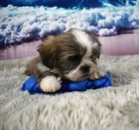 2418, a male Shih Tzu for sale in Seagraves, TX – 4 of 5