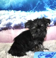 Gus, a male Morkie for sale in Seagraves, TX – 3 of 4