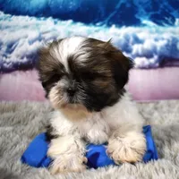 2419, a male Shih Tzu for sale in Seagraves, TX – 6 of 6