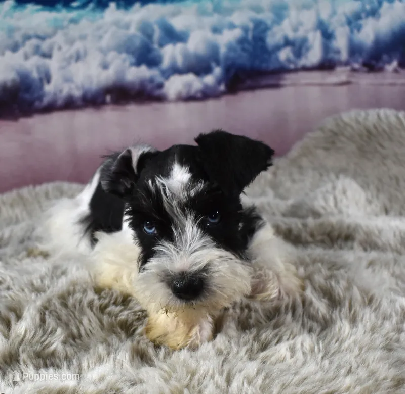 Miniature Schnauzer 38 – Miniature Schnauzer puppy for sale in Seagraves, TX