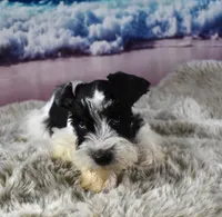 Miniature Schnauzer 38, a male Miniature Schnauzer for sale in Seagraves, TX – 1 of 5