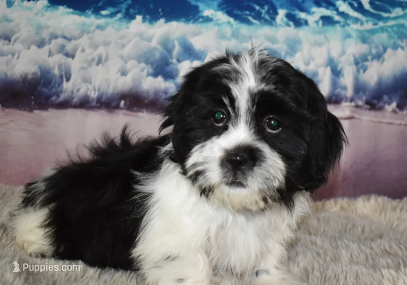 male 408 white/black – Shih Tzu puppy for sale in Seagraves, TX