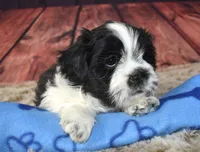male 408 white/black, a male Shih Tzu for sale in Seagraves, TX – 4 of 5