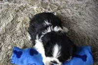 male 408 white/black, a male Shih Tzu for sale in Seagraves, TX – 5 of 5
