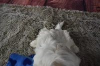 407 Cream and White, a male Shih Tzu for sale in Seagraves, TX – 4 of 4