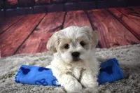 407 Cream and White, a male Shih Tzu for sale in Seagraves, TX – 3 of 4