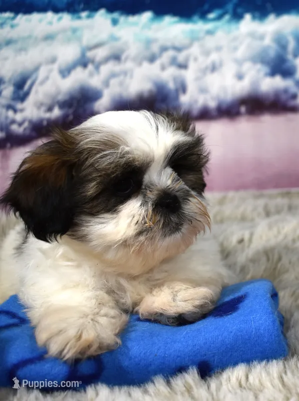 2421 – Shih Tzu puppy for sale in Seagraves, TX