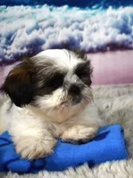 2421, a male Shih Tzu for sale in Seagraves, TX – 1 of 5