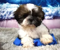 2419, a male Shih Tzu for sale in Seagraves, TX – 2 of 6