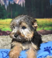 398, a male Morkie for sale in Seagraves, TX – Photo 1 of 4