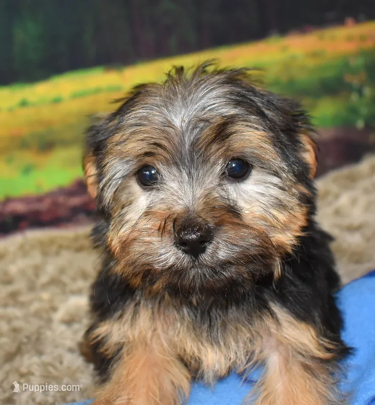 398 – Morkie puppy for sale in Seagraves, TX