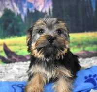 398, a male Morkie for sale in Seagraves, TX – Photo 4 of 4