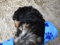 398, a male Morkie for sale in Seagraves, TX – Photo 3 of 4