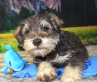 Male 395, a male Miniature Schnauzer for sale in Seagraves, TX – Photo 2 of 4