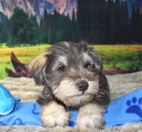 Male 395, a male Miniature Schnauzer for sale in Seagraves, TX – Photo 1 of 4