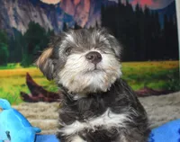 Male 395, a male Miniature Schnauzer for sale in Seagraves, TX – Photo 4 of 4