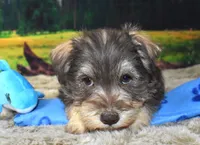 Male 395, a male Miniature Schnauzer for sale in Seagraves, TX – Photo 3 of 4