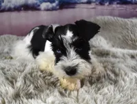 Miniature Schnauzer 38, a male Miniature Schnauzer for sale in Seagraves, TX – 4 of 5