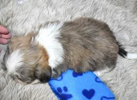 2418, a male Shih Tzu for sale in Seagraves, TX – 5 of 5