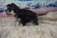 Miniature Schnauzer, a female Miniature Schnauzer for sale in Seagraves, TX – 4 of 4