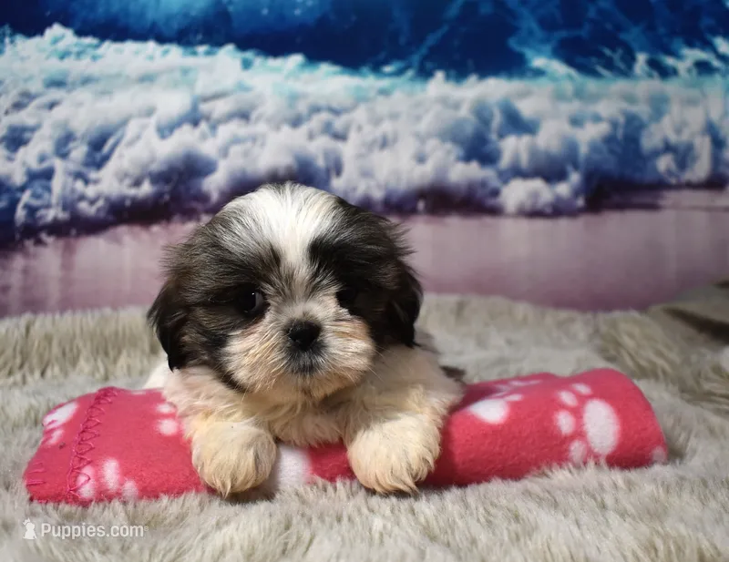 2417 – Shih Tzu puppy for sale in Seagraves, TX