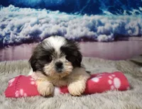 2417, a female Shih Tzu for sale in Seagraves, TX – 1 of 6
