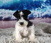 Miniature Schnauzer 38, a male Miniature Schnauzer for sale in Seagraves, TX – 3 of 5