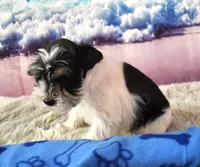 Jethro, a male Miniature Schnauzer for sale in Seagraves, TX – 5 of 6