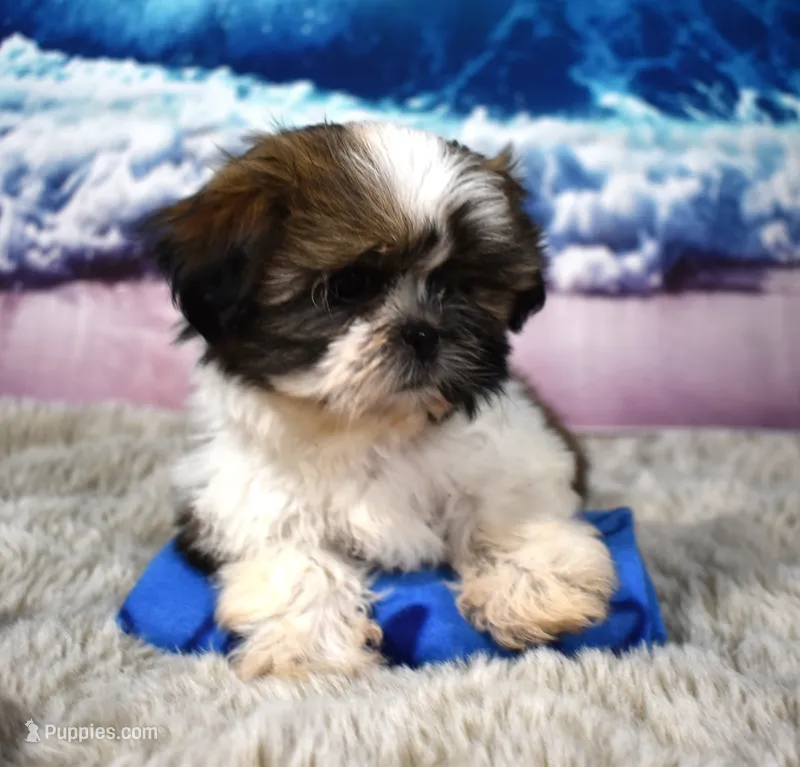 2419 – Shih Tzu puppy for sale in Seagraves, TX