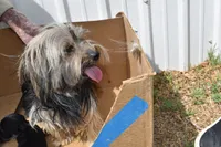 Mabel Morkie, a female Morkie for sale in Seagraves, TX – 5 of 5