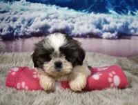 2417, a female Shih Tzu for sale in Seagraves, TX – 2 of 6