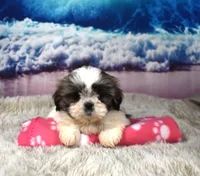 2417, a female Shih Tzu for sale in Seagraves, TX – 6 of 6