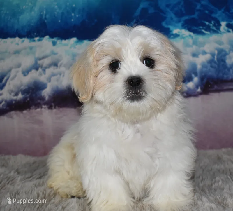 407 Cream and White – Shih Tzu puppy for sale in Seagraves, TX