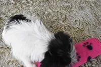 396, a female Morkie for sale in Seagraves, TX – Photo 4 of 4