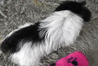 396, a female Morkie for sale in Seagraves, TX – Photo 2 of 4