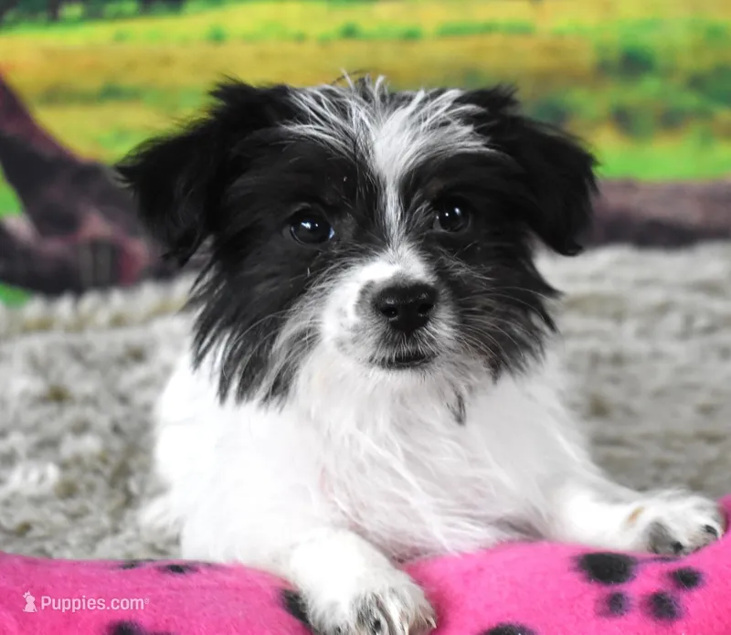 396, a female Morkie for sale in Seagraves, TX – Photo 1 of 4