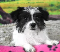 396, a female Morkie for sale in Seagraves, TX – Photo 1 of 4