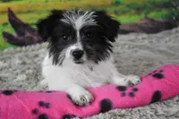 396, a female Morkie for sale in Seagraves, TX – Photo 3 of 4