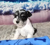Jethro, a male Miniature Schnauzer for sale in Seagraves, TX – 2 of 6