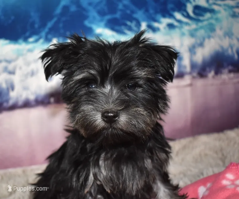 Mabel Morkie – Morkie puppy for sale in Seagraves, TX