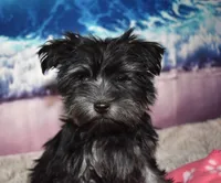 Mabel Morkie, a female Morkie for sale in Seagraves, TX – 1 of 5