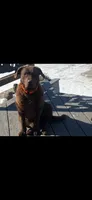 Walker, a male Chesapeake Bay Retriever for sale in Grygla, MN – 3 of 4