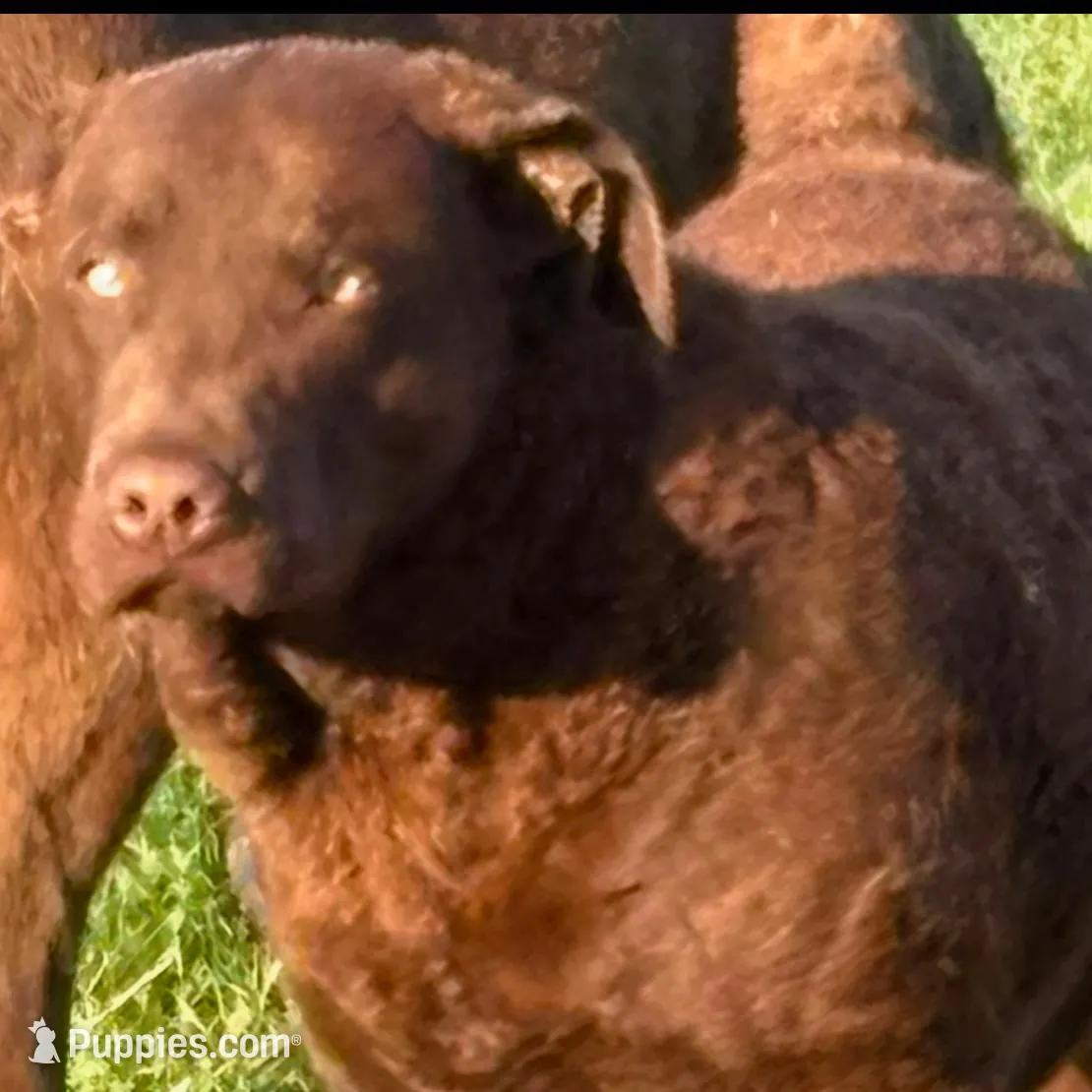 Walker – Chesapeake Bay Retriever puppy for sale in Grygla, MN