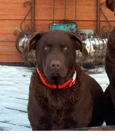 Walker, a male Chesapeake Bay Retriever for sale in Grygla, MN – 4 of 4