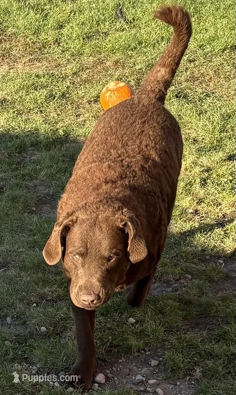 Walker – Chesapeake Bay Retriever puppy for sale in Grygla, MN