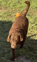 Walker, a male Chesapeake Bay Retriever for sale in Grygla, MN – 1 of 4