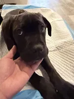 Eos, a male Cane Corso for sale in Irvine, CA – Photo 5 of 8