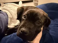 Eos, a male Cane Corso for sale in Irvine, CA – Photo 6 of 8